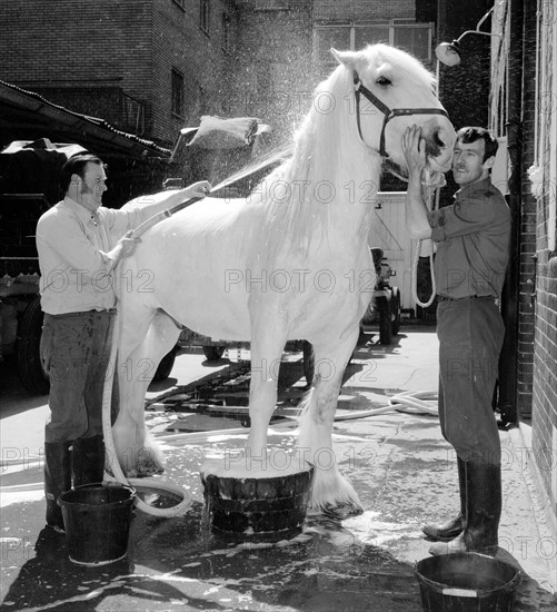 Préparation du cheval royal Horsa pour le Jubilé de la reine Elisabeth II