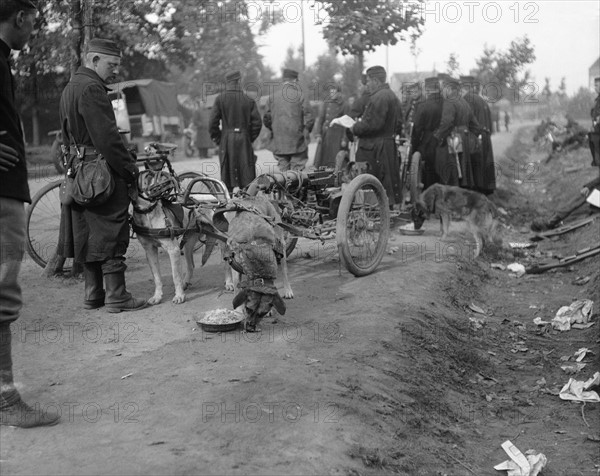 Chiens militaires belges, en 1914