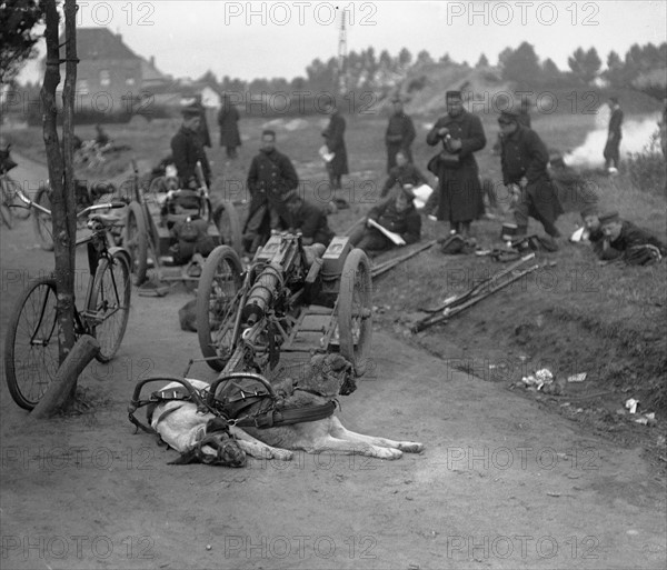 Chiens militaires belges, en 1914