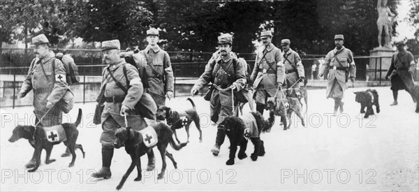 Chiens de la Croix Rouge, 1915