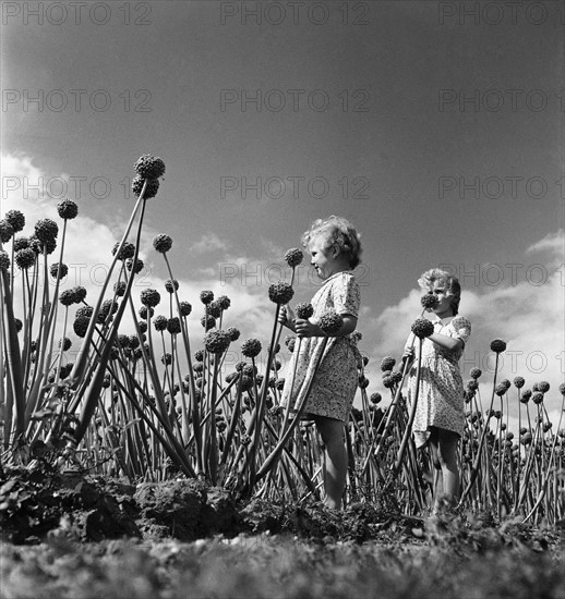 Vacances à la campagne, 1952