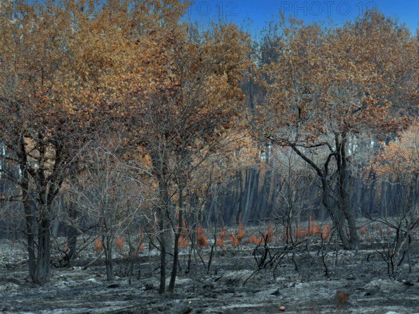 France - Gironde - Incendies été 2026