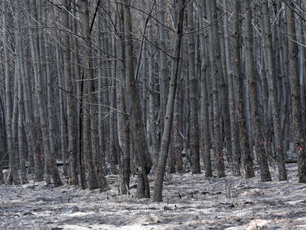 France - Gironde - Incendies été 2026