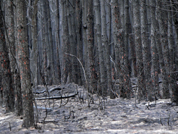 France - Gironde - Incendies été 2026
