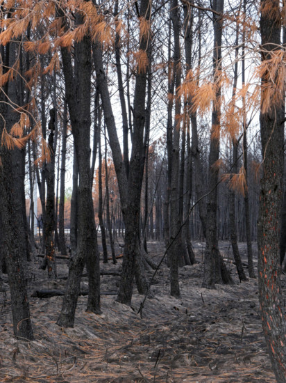 France - Gironde - Incendies été 2026