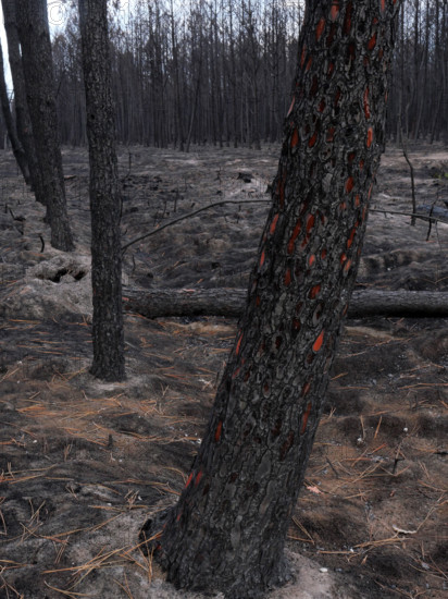 France - Gironde - Incendies été 2026