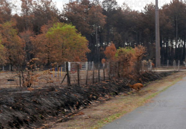 France - Gironde - Incendies été 2026