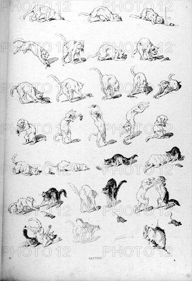 Chats, sauvée par Steinlen