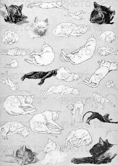 Chats, paresse par Steinlen