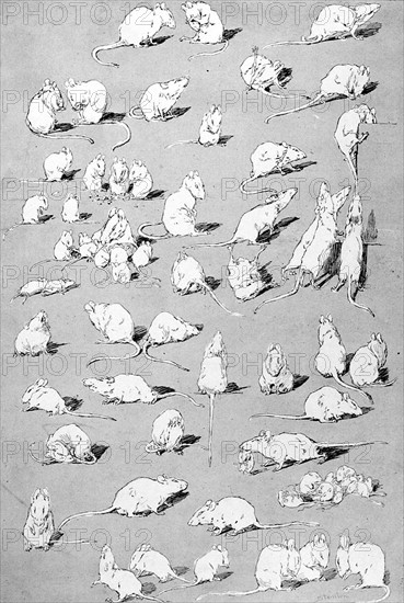 Souris blanches par Steinlen