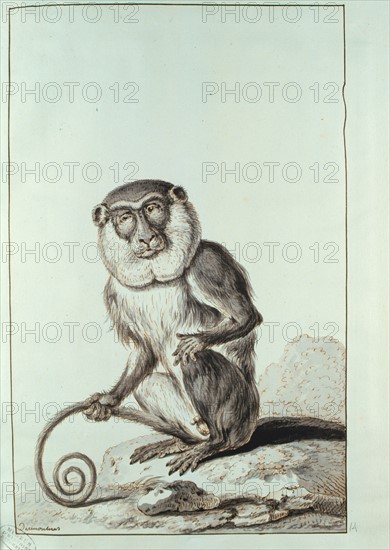 Singe, dessin de Desmoulins