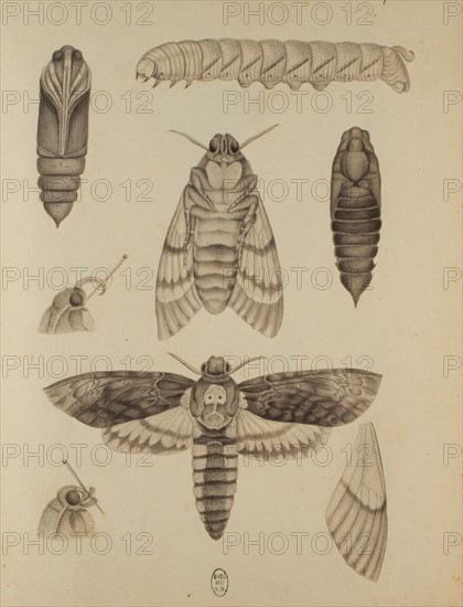 Réaumur, insects