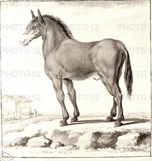 Cheval, dessin de Seve