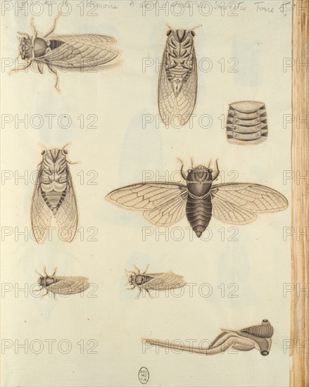 Réaumur, insectes