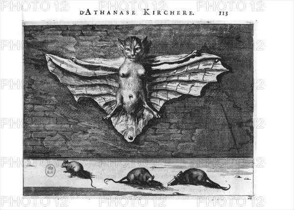 Chauve-souris et rats