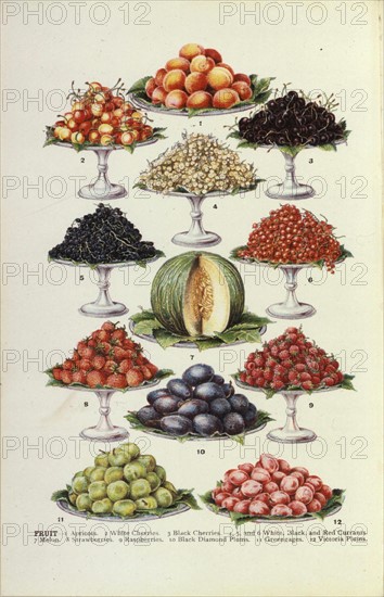 Planche botanique de fruits divers