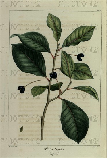 Illustration de Redouté, Tupelo