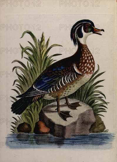 Oiseau in"a natural History of uncommon birds and of some other rare and undescribed animals..."