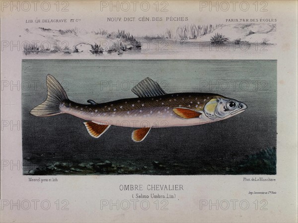 Illustration by A. Mesnel, grayling
