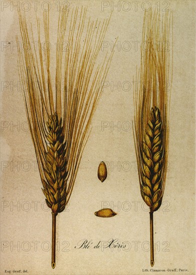 Eugène Graff, Wheat from Xérès