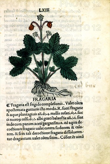 Early printed Herbarium of Venice, Strawberries