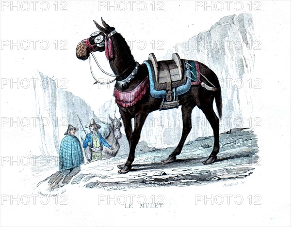 Colored engraving, the mule