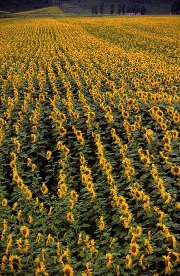 Champ de tournesols