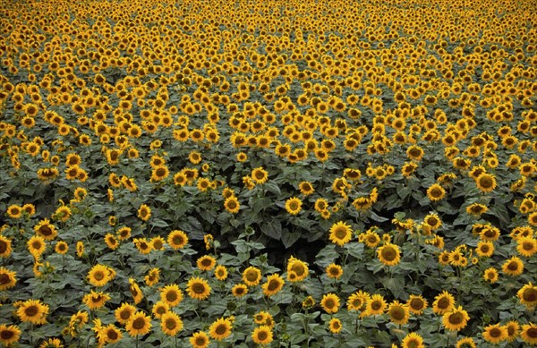 Sunflowers field