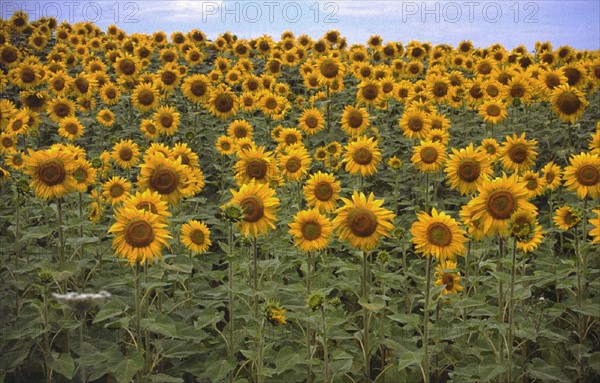Sunflowers field