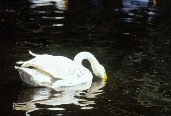 Cygne, zoo de Beijing/Pékin