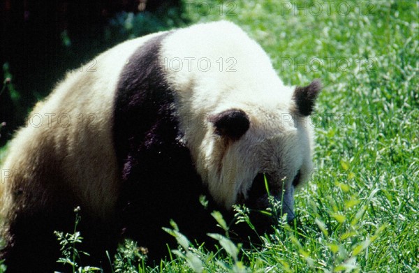 Panda/Giant Panda, Beijing/Peking Zoo