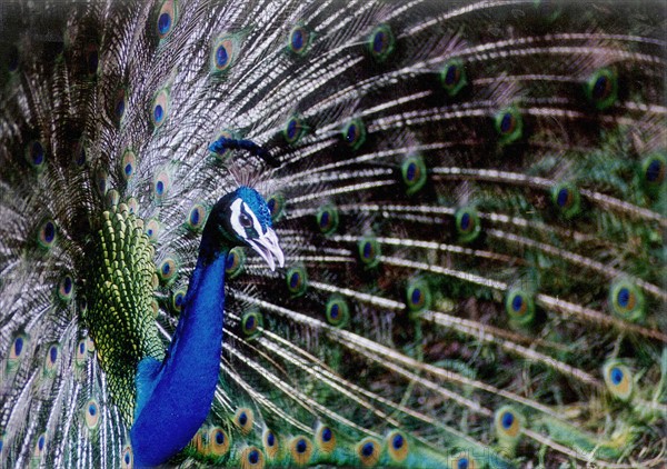 Peacock