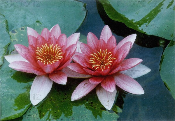 Lotus