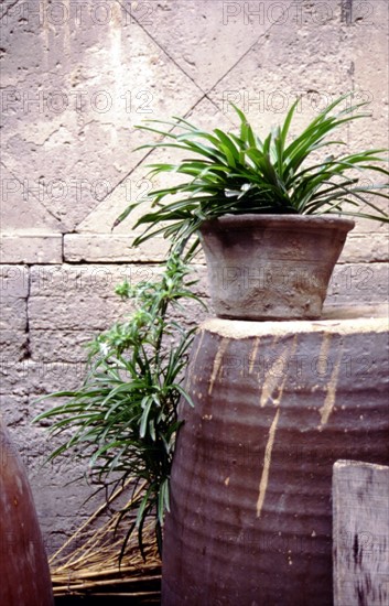 Potted flower on the jar