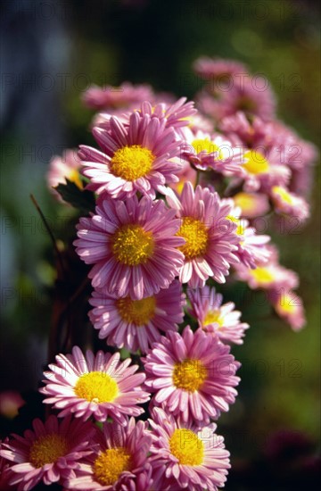 Chrysanthemum
