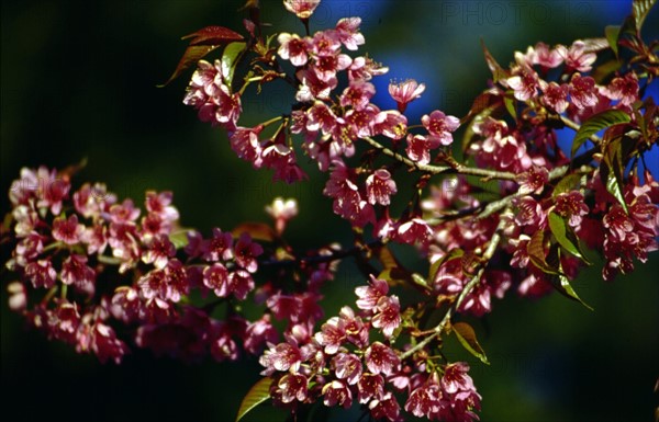 Orient Cherry