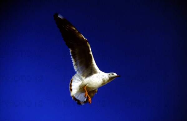 Mouettes à bec rouge