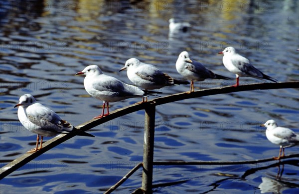 Mouettes à bec rouge