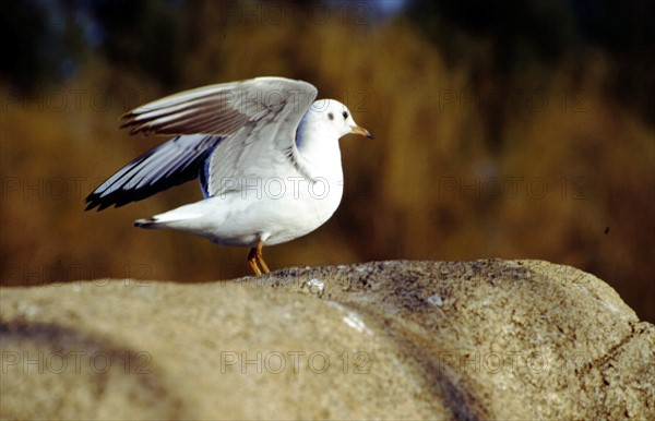 Mouette à bec rouge