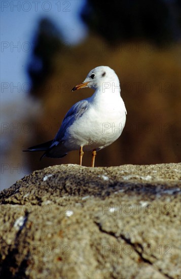 Red-beak gull