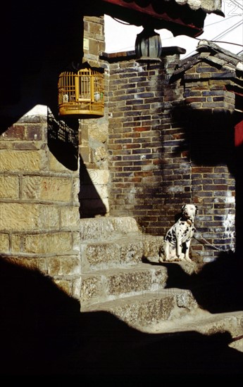 Birdcage and dog in front of a residence house old town of Lijiang