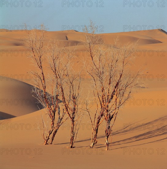 Désert de Tengri, saules rouges, Chine