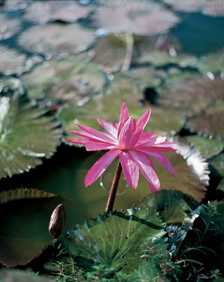 Fleur de lotus, Chine