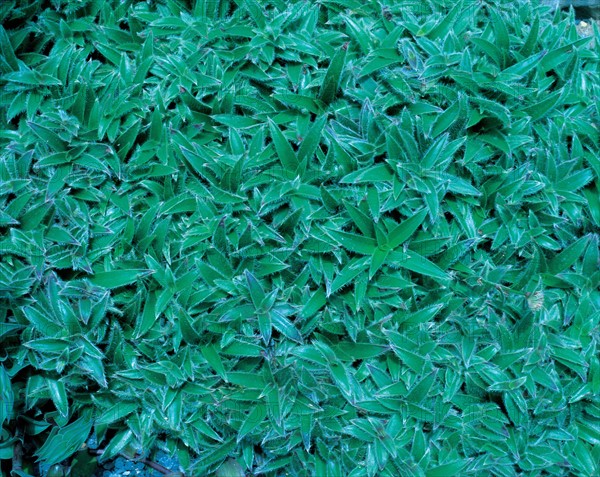 Natural background, leaves, China