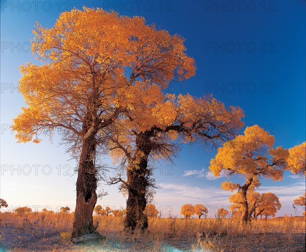 Diversiform-leaves poplars China