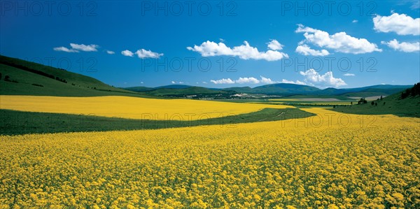 Champs de navette, Chine