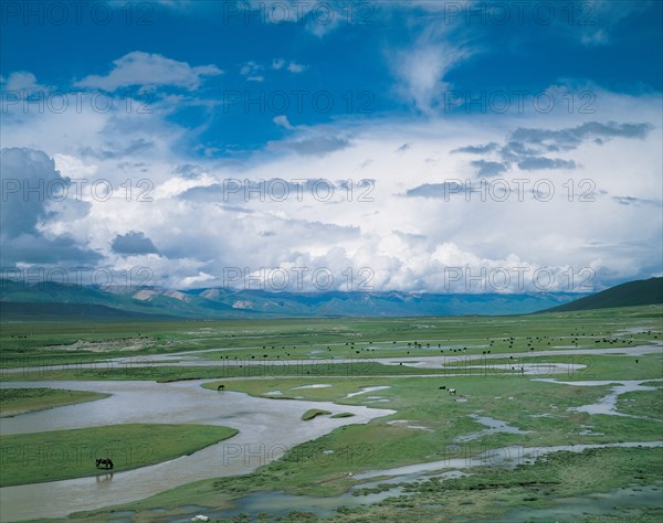 Meadow landscape, China