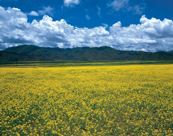 Meadow landscape, China