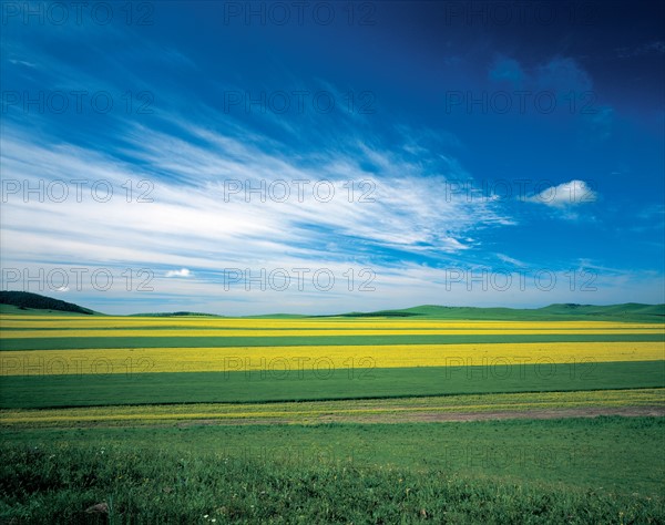 Meadow landscape, China