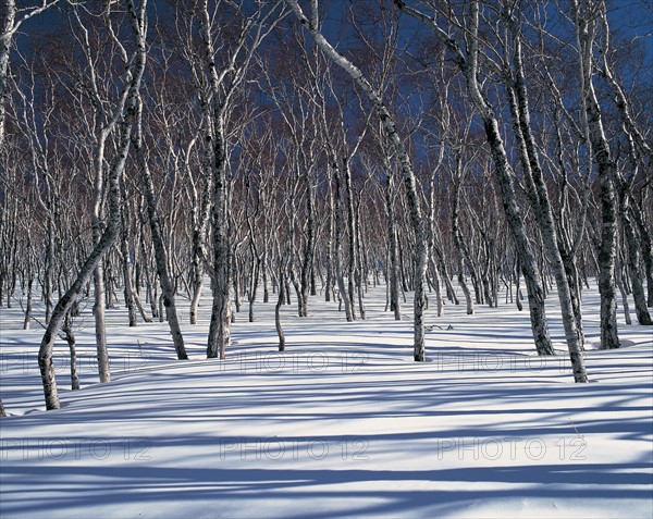 Snowy landscape, China